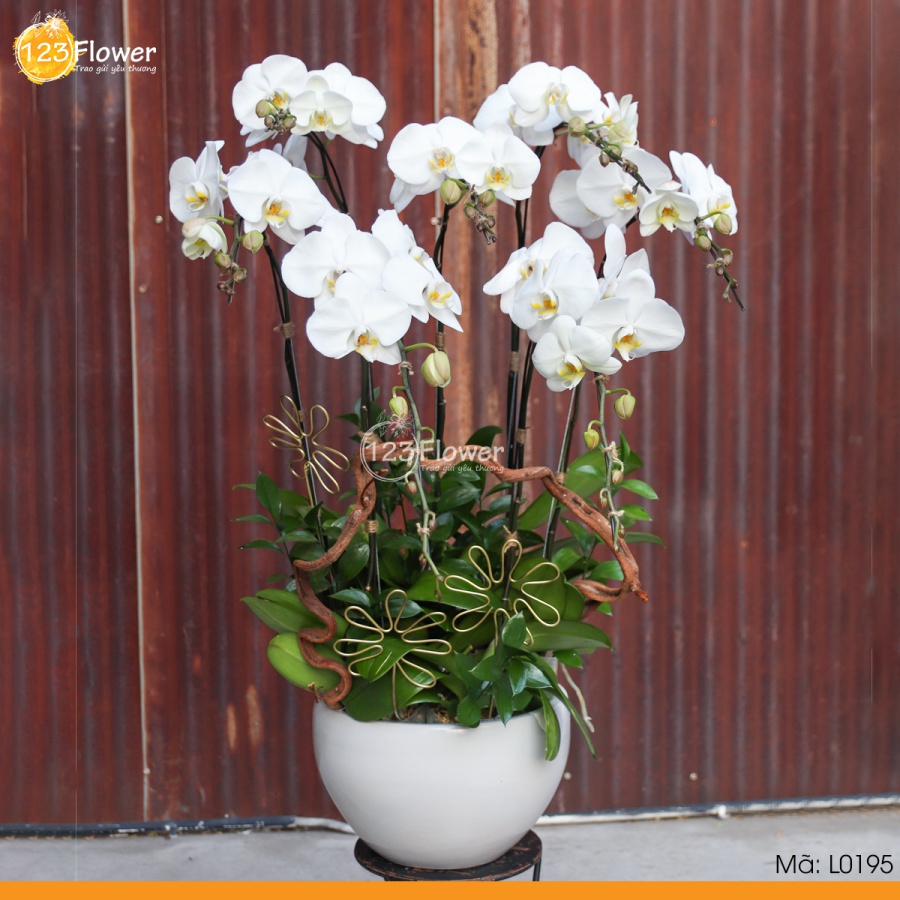 L0195 | Lan Hồ Điệp 195