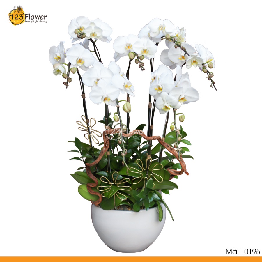 L0195 | Lan Hồ Điệp 195