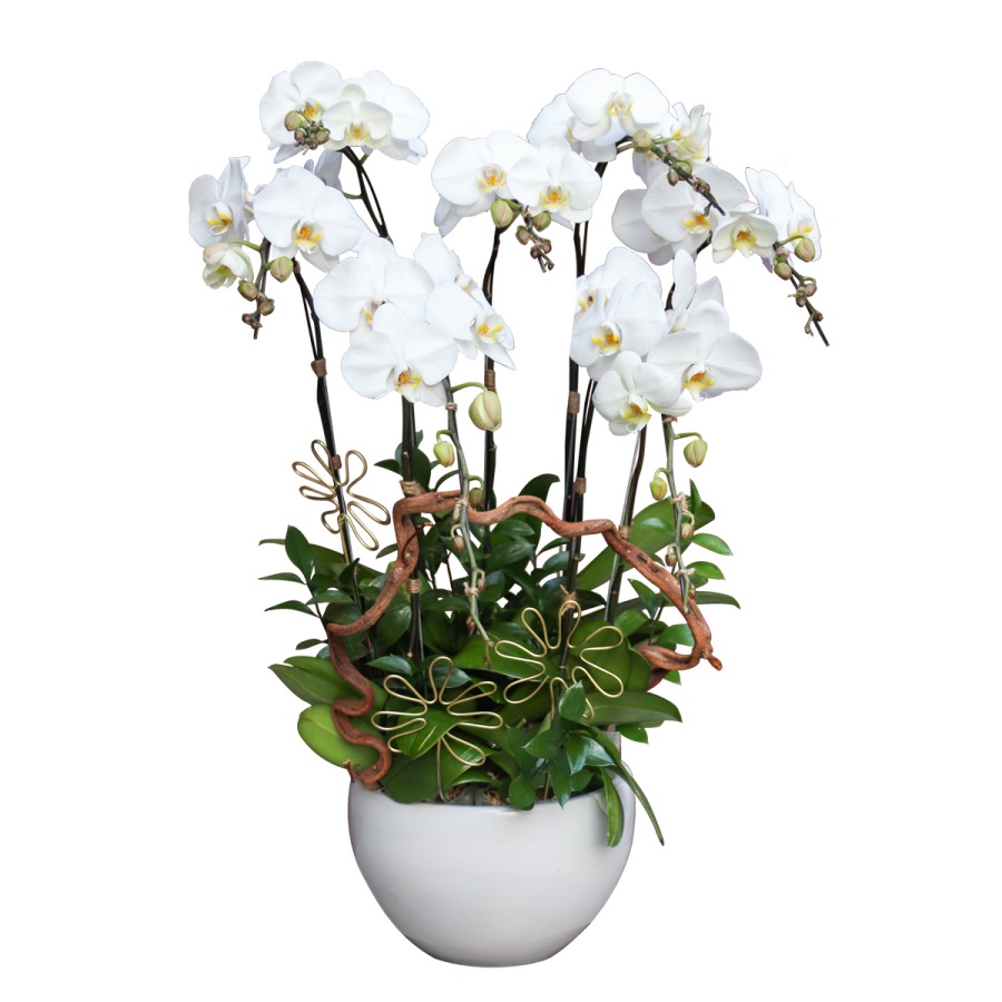 L0195 | Lan Hồ Điệp 195