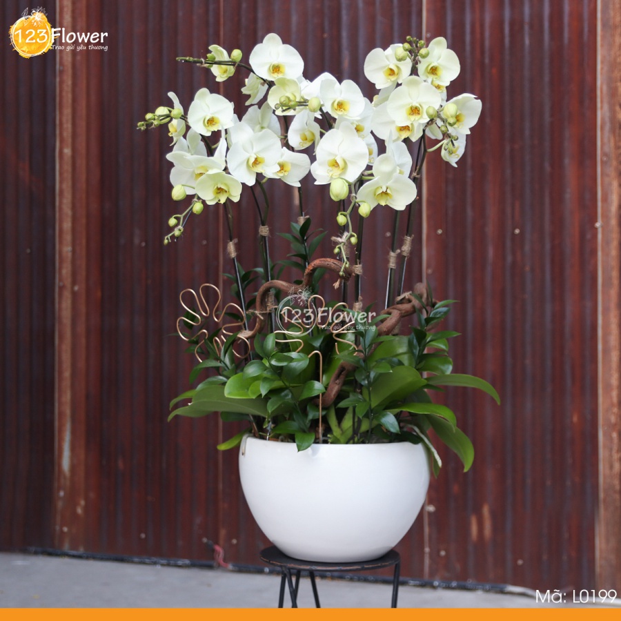 L0199 | Lan hồ điệp 199