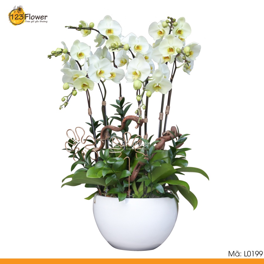 L0199 | Lan hồ điệp 199