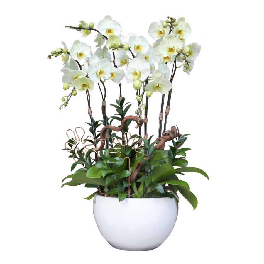 L0199 | Lan hồ điệp 199