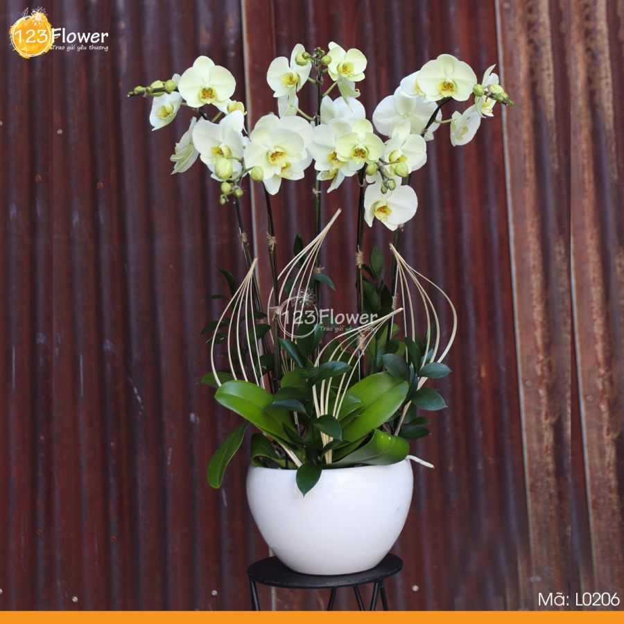 L0206 | Lan hồ điệp 206