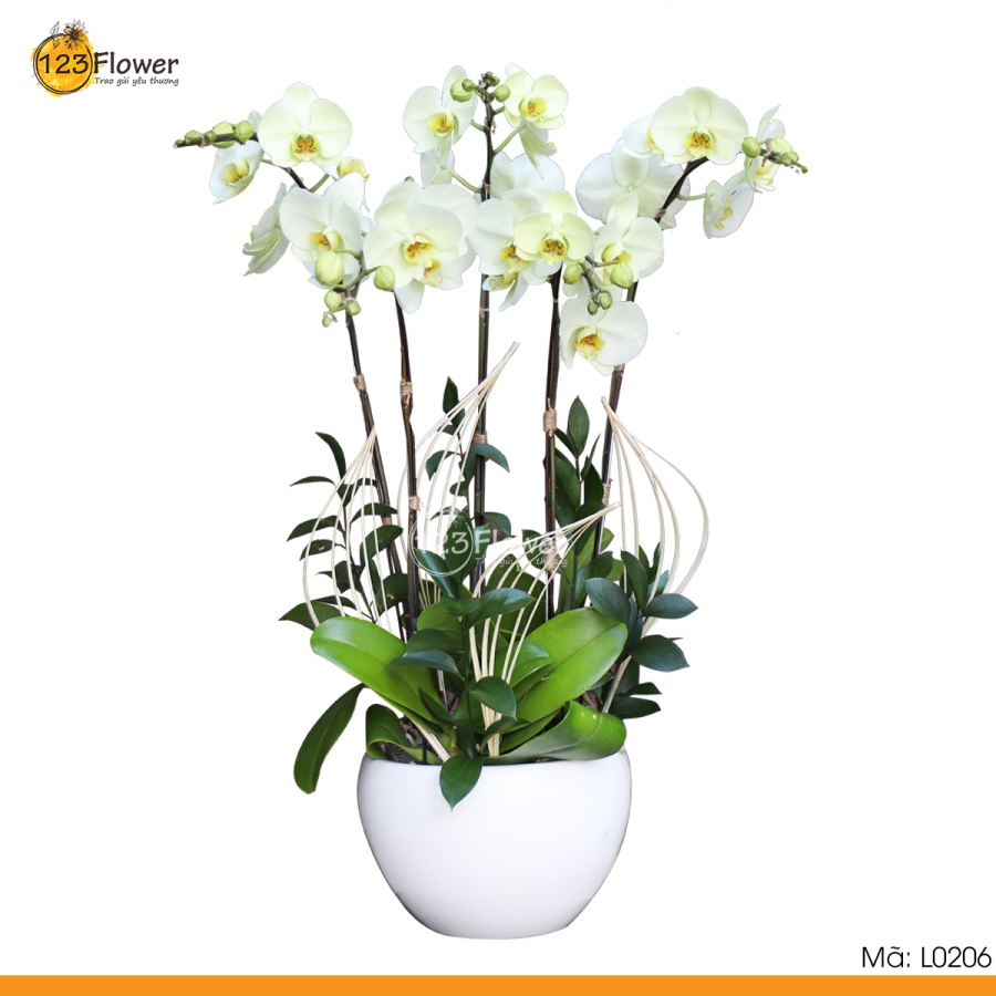 L0206 | Lan hồ điệp 206