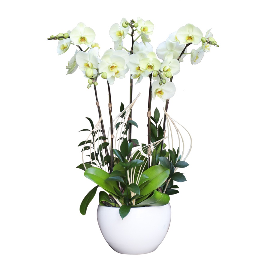 L0206 | Lan hồ điệp 206