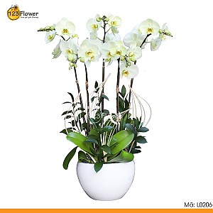 L0206 | Lan hồ điệp 206