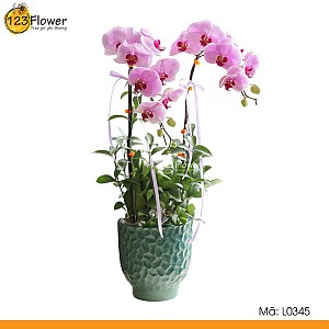 L0345 | Lan Hồ Điệp 345
