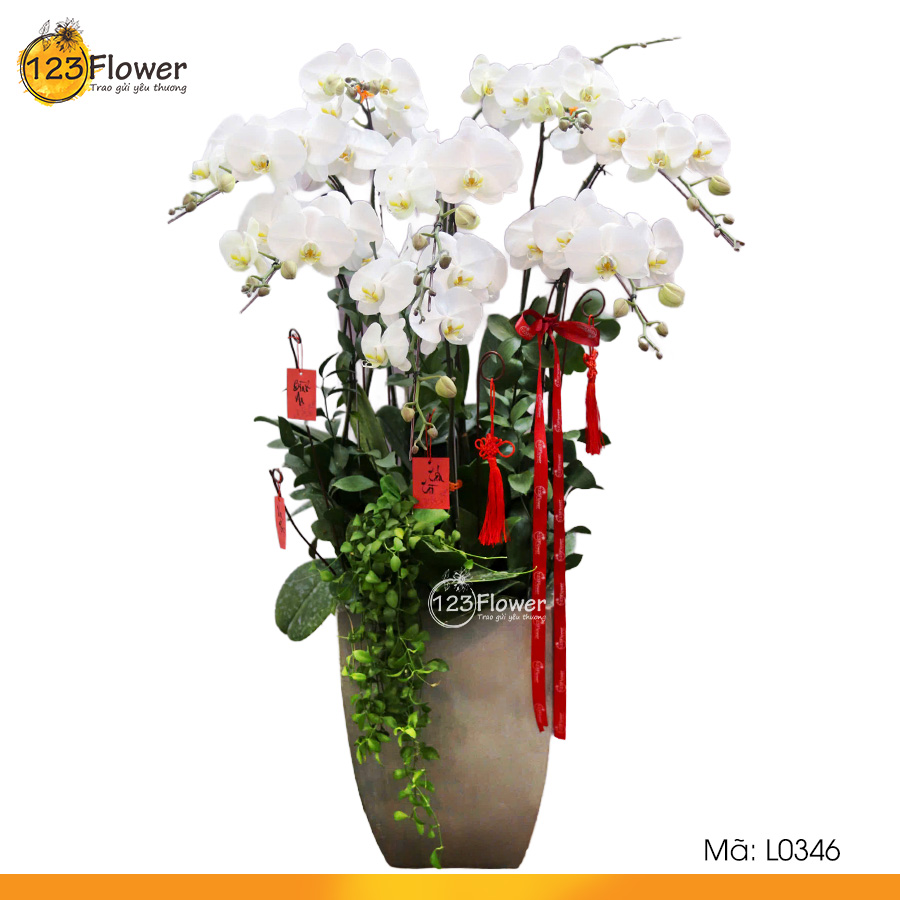 L0346 | Lan hồ điệp 346