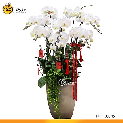 L0346 | Lan hồ điệp 346