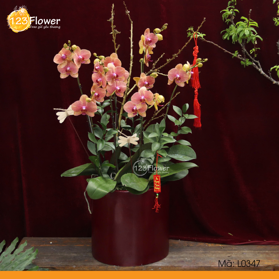 L0347 | Lan Hồ Điệp 347