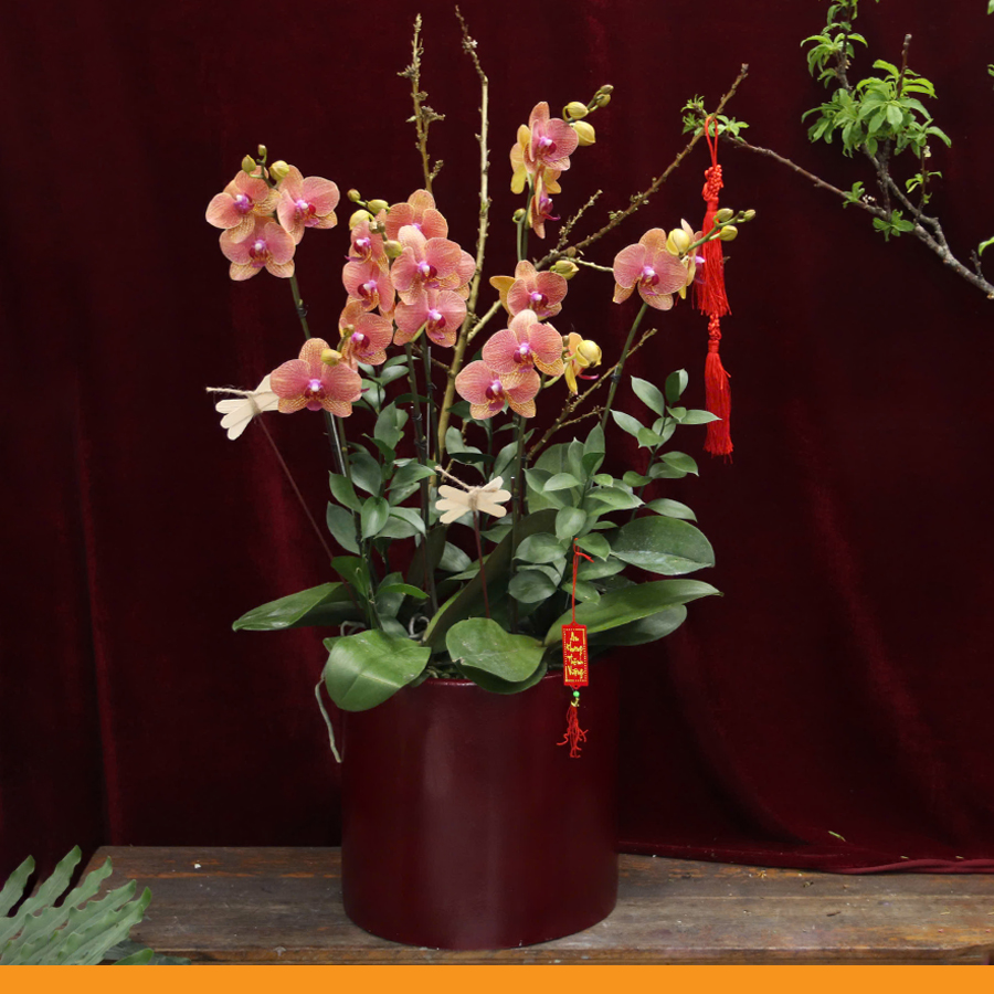 L0347 | Lan Hồ Điệp 347