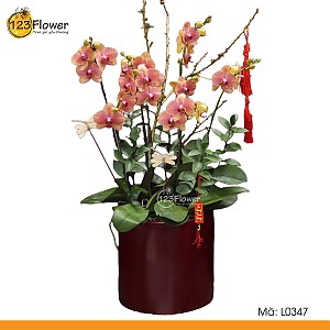 L0347 | Lan Hồ Điệp 347