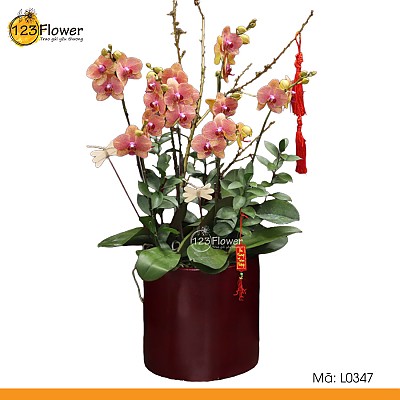 L0347 | Lan Hồ Điệp 347