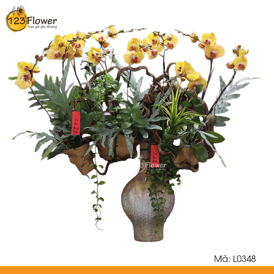 L0348 | Lan Hồ Điệp 348