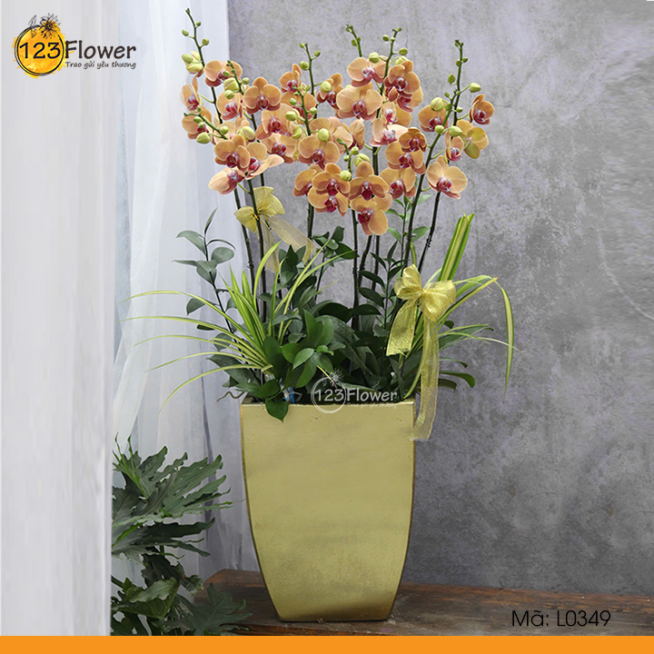 L0349 | Lan Hồ Điệp 349