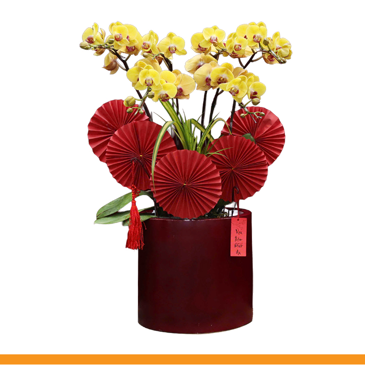 L0351 | Lan Hồ Điệp 351