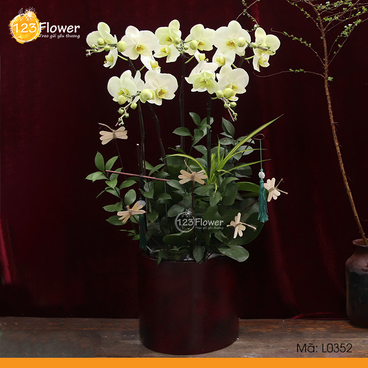 L0352 | Lan Hồ Điệp 352