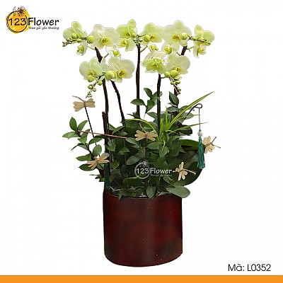 L0352 | Lan Hồ Điệp 352