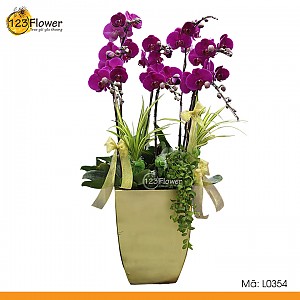 L0354 | Lan Hồ Điệp 354