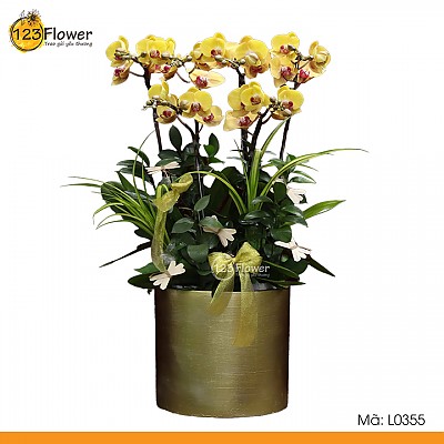 L0355 | Lan hồ điệp 355