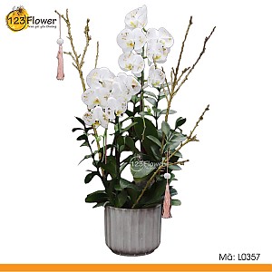 L0357 | Lan Hồ Điệp 357