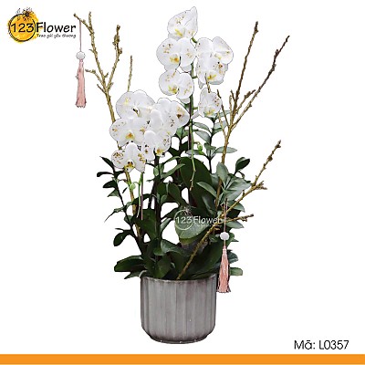 L0357 | Lan Hồ Điệp 357