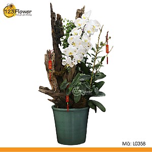 L0358 | Lan Hồ Điệp 358