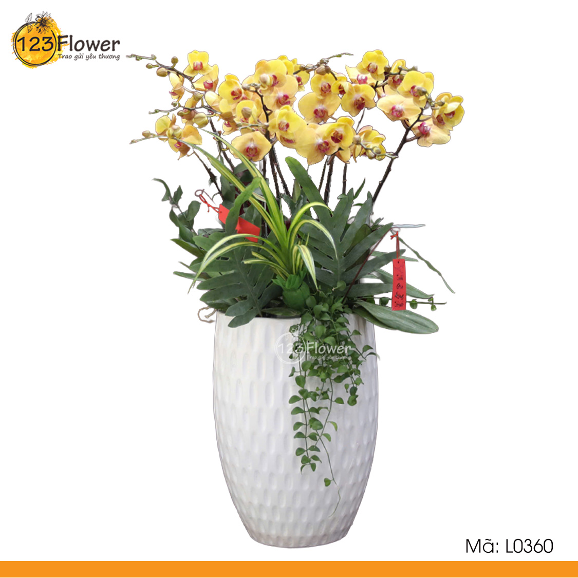 L0360 | Lan Hồ Điệp 360