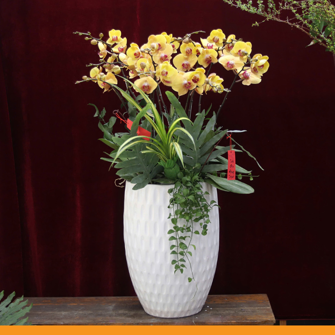 L0360 | Lan Hồ Điệp 360