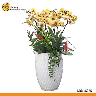 L0360 | Lan Hồ Điệp 360