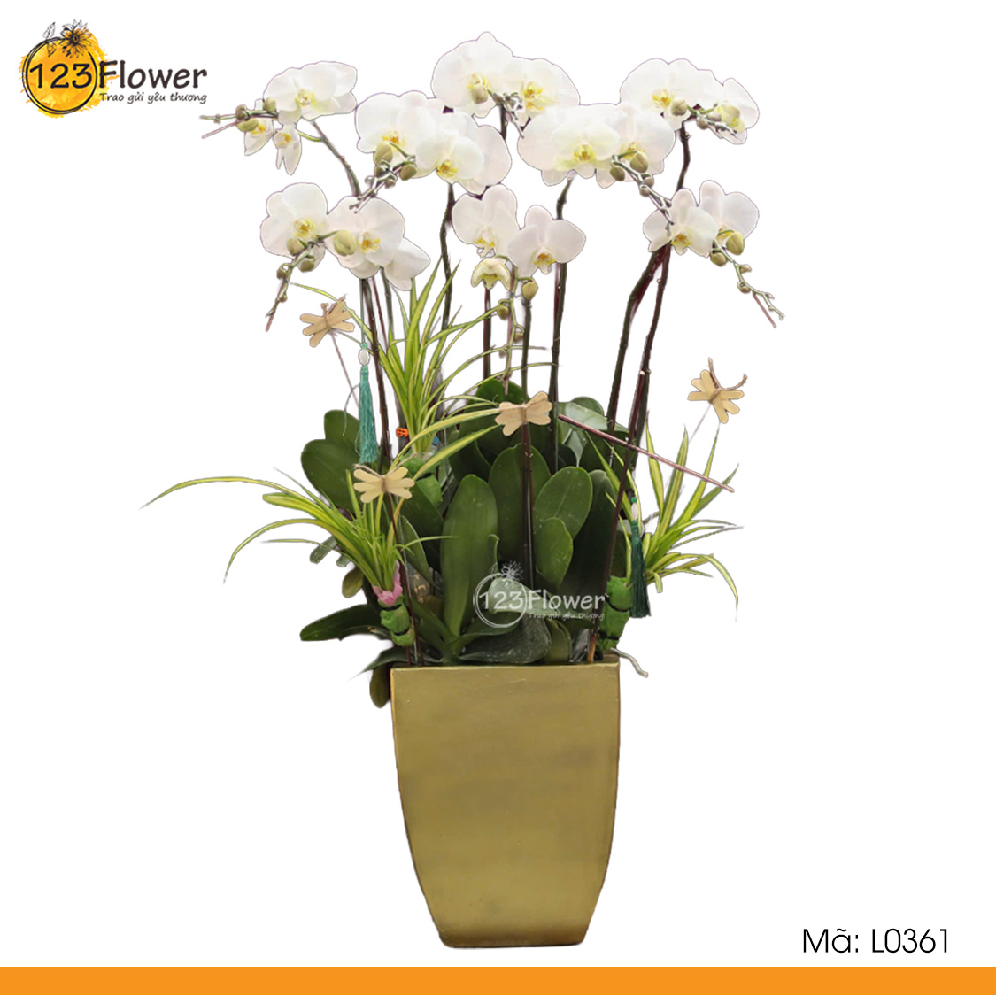 L0361 | Lan Hồ Điệp 361