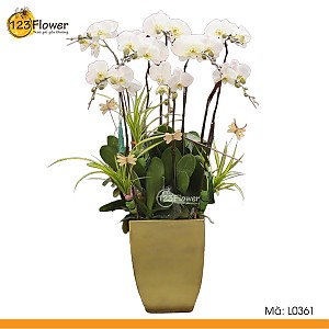 L0361 | Lan Hồ Điệp 361