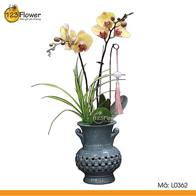 L0362 | Lan Hồ Điệp 362